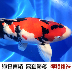 金龍魚和紅龍魚的寓意區別:金龍魚和紅龍魚在風水文化和吉祥寓意上有所不同 紅龍魚百科 第2張 金龍魚和紅龍魚的寓意區別:金龍魚和紅龍魚在風水文化和吉祥寓意上有所不同 金龍魚和紅龍魚的寓意區別:金龍魚和紅龍魚在風水文化和吉祥寓意上有所不同 紅龍魚百科 第2張
