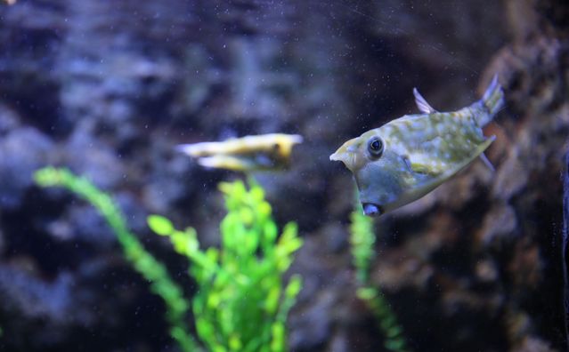 博特變頻水泵2代測評(博特ts2水泵評測)