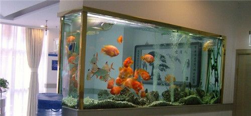 大魚缸怎么抽水出來(lái)快：大魚缸中的水需要通過(guò)特定方法才能有效地抽出來(lái)