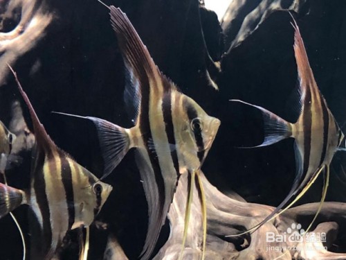 虎門魚缸配件批發市場：虎門定制魚缸配件批發市場