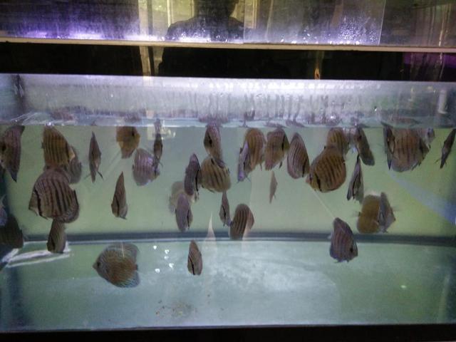 銀龍魚魚苗怎么養活(銀龍魚苗喂什么)