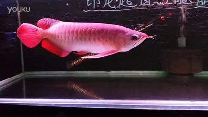 虎魚可以和龍魚混養嗎圖片對比(龍魚和虎魚能混養嗎) 虎魚可以和龍魚混養嗎圖片對比(龍魚和虎魚能混養嗎) 虎魚百科 第2張