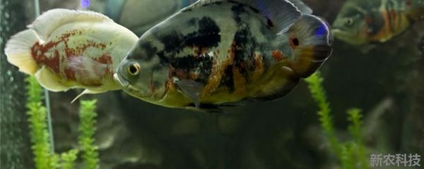 虎魚能跟龍魚混養嗎圖片欣賞(可以和虎魚混養的魚)