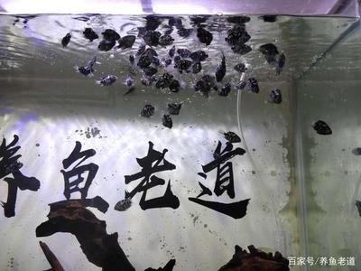 臭氧發(fā)生器用在魚(yú)缸好不好使：臭氧發(fā)生器在水產(chǎn)養(yǎng)殖中的應(yīng)用 臭氧發(fā)生器用在魚(yú)缸好不好使：臭氧發(fā)生器在水產(chǎn)養(yǎng)殖中的應(yīng)用 魚(yú)缸百科 第2張