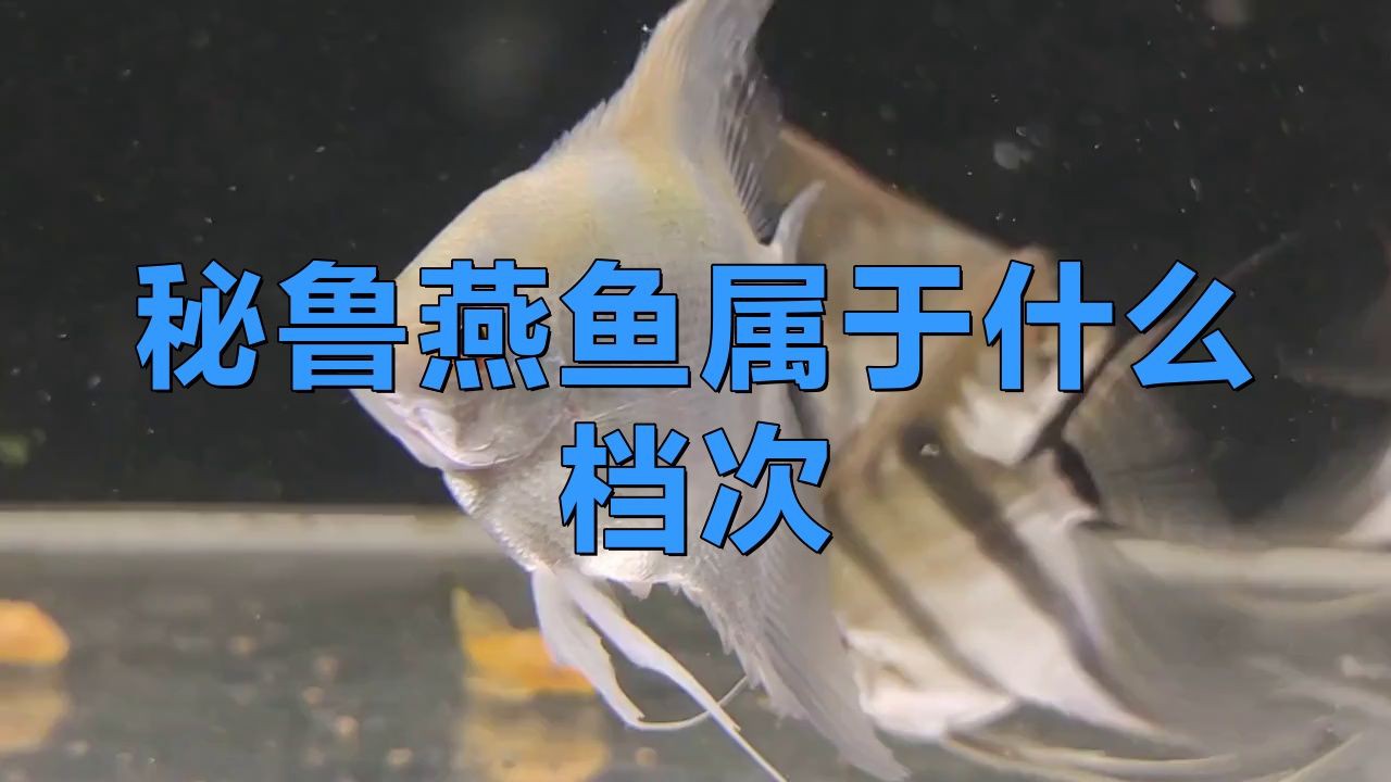 秘魯燕魚屬于什么檔次，秘魯燕魚，又稱秘魯神仙或噴點秘魯神仙或噴點秘魯神仙