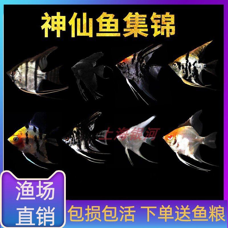 秘魯燕魚屬于什么檔次，秘魯燕魚，又稱秘魯神仙或噴點秘魯神仙或噴點秘魯神仙