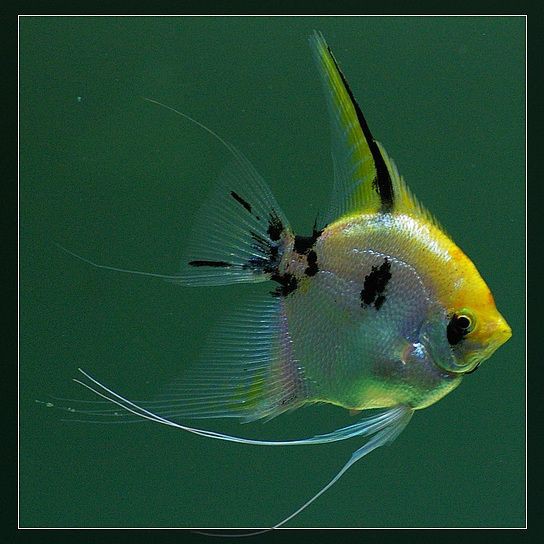 秘魯燕魚屬于什么檔次，秘魯燕魚，又稱秘魯神仙或噴點秘魯神仙或噴點秘魯神仙