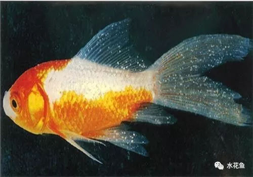 紅龍魚發色用什么燈最好