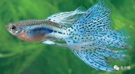 銀龍魚喜歡爆氧嗎(銀龍魚喜歡爆氧嗎)