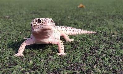 銀龍魚要怎么養才好養(銀龍魚好養嗎注意些什么)