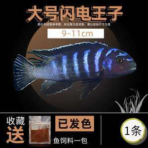 豬鼻龜用什么缸養最好看(豬鼻龜和什么混養好)