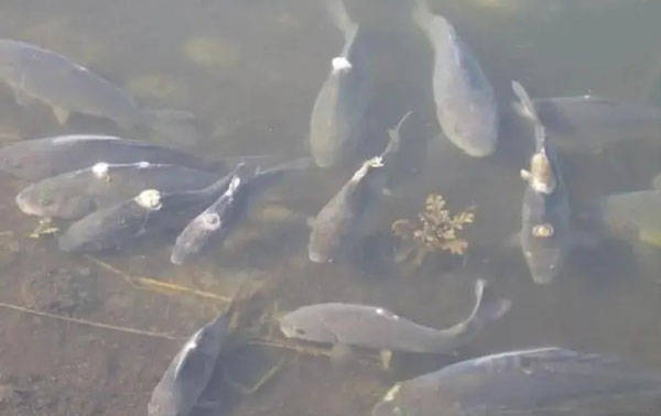 30公分紅龍魚每天喂多少魚糧呢