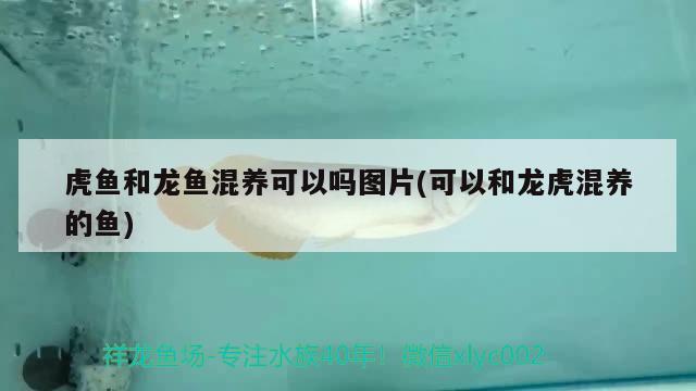 虎魚和龍魚混養可以嗎圖片(可以和龍虎混養的魚)
