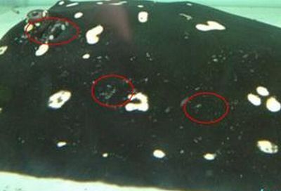 小辣椒紅龍魚：小辣椒紅龍魚發色技巧分享小辣椒紅龍魚發色技巧