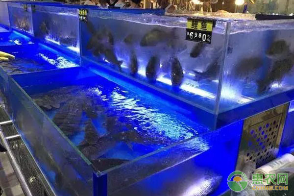 銀龍魚拉的便是什么顏色(銀龍魚拉綠色的屎)