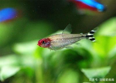 尖嘴鱷和龍魚混養好嗎(尖嘴鱷魚和龍魚混養)