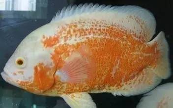 十大招財魚圖片（十大招財魚圖片頭像） 十大招財魚圖片（十大招財魚圖片頭像） 魟魚百科 第1張
