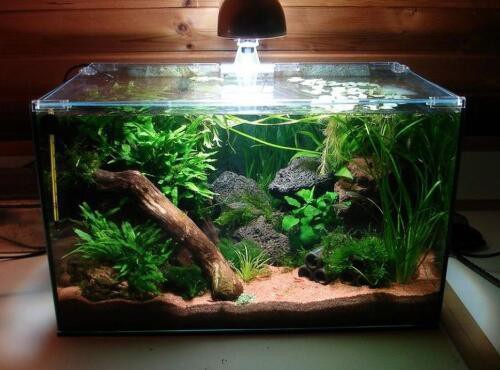 40魚缸標準尺寸，40魚缸尺寸全攻略|新手必看容量對照表花影茶蘼