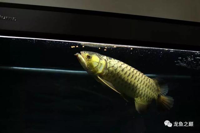 臺灣金龍魚插畫(金龍魚畫稿)