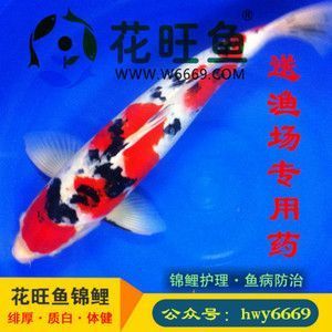 紅龍魚最適宜的生長(zhǎng)溫度是：紅龍魚最適宜生長(zhǎng)溫度是24-29攝氏度