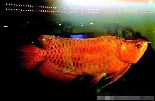 森森402過濾器安裝：森森402過濾器安裝基本信息和注意事項