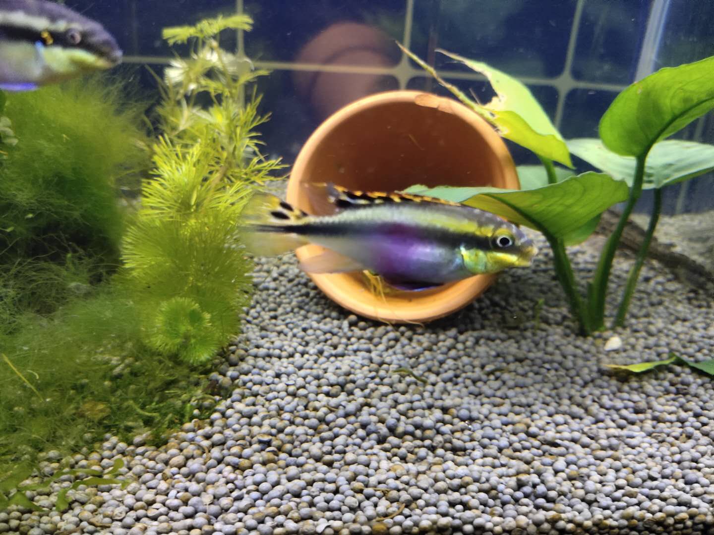 博特魚缸第三代怎么樣(博特魚缸有主缸強排嗎)
