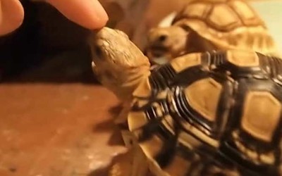 龍魚與虎魚混養視頻大全圖片(可以和龍虎混養的魚)