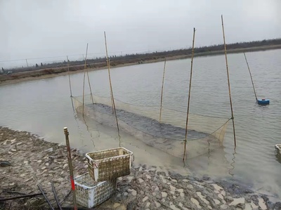 不用過濾器的魚缸：如何選擇適合自己的魚缸過濾器