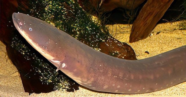 電鰻上岸會電到自己的原因，電鰻上岸電到自己式