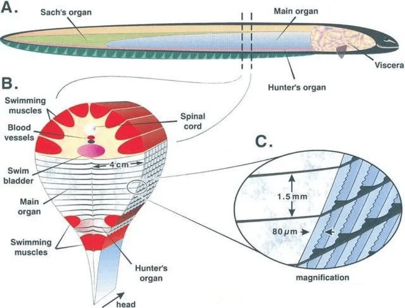電鰻上岸會電到自己的原因，電鰻上岸電到自己式
