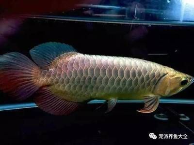 森森電器產(chǎn)品質(zhì)量如何：森森電器的產(chǎn)品質(zhì)量如何？