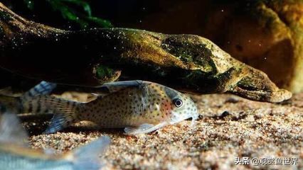 印尼虎魚是底層魚嗎還是深水魚：印尼虎魚是底層魚嗎