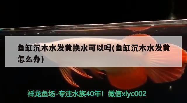 銀龍魚不好養(銀龍魚不適合什么人養) 銀龍魚百科 第1張 銀龍魚不好養(銀龍魚不適合什么人養) 銀龍魚不好養(銀龍魚不適合什么人養) 銀龍魚百科 第1張