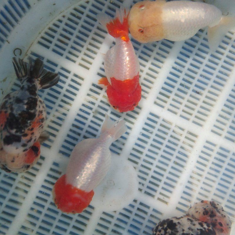 批發金魚最便宜的地方，尋找批發金魚最便宜的地方