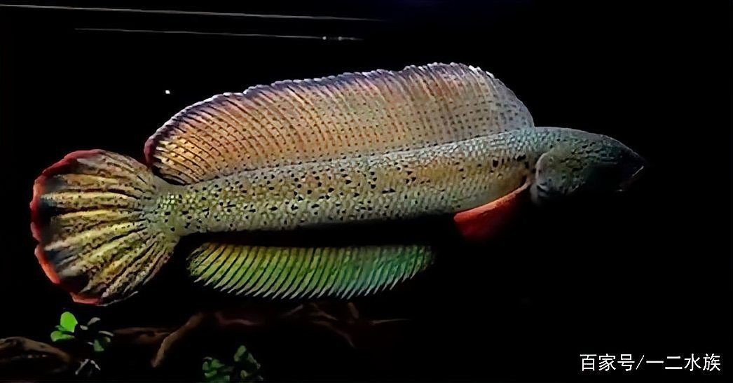 批發金魚最便宜的地方，尋找批發金魚最便宜的地方