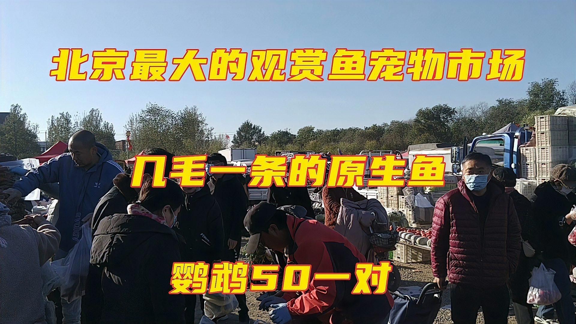 批發金魚最便宜的地方，尋找批發金魚最便宜的地方