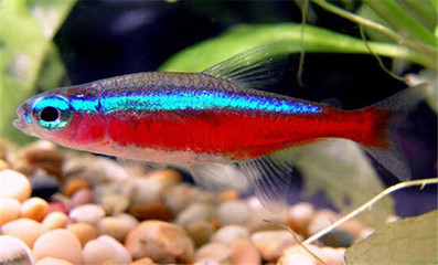 紅龍魚燈色溫多少合適釣魚：紅龍魚燈色溫選擇技巧紅龍魚燈色溫選擇技巧
