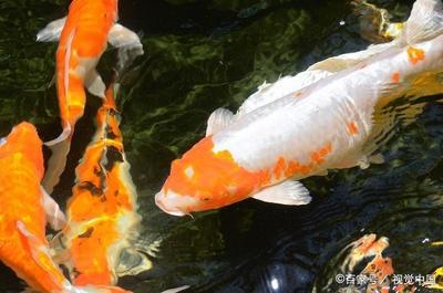 擦玻璃器可以擦魚缸嗎：使用擦玻璃器直接擦洗魚缸，詳細解釋魚缸清潔工具的使用方法