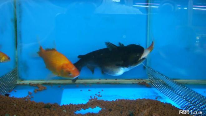 邢臺(tái)魚(yú)缸廠水族館電話號(hào)碼查詢(河北邢臺(tái)魚(yú)缸廠)