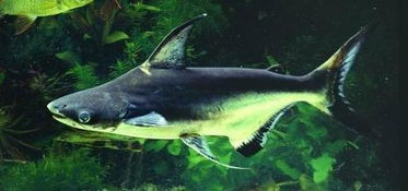 豬鼻龜能深水養嗎圖片視頻教程(豬鼻龜用純凈水養可以嗎)