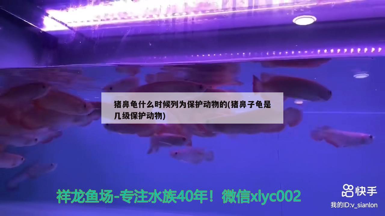 豬鼻龜什么時候列為保護動物的(豬鼻子龜是幾級保護動物)
