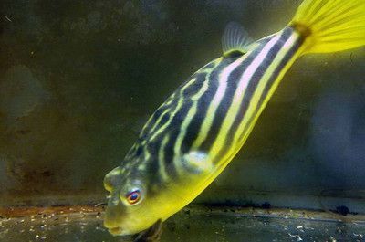 1.5米彩蝶魚缸用多大流量水泵