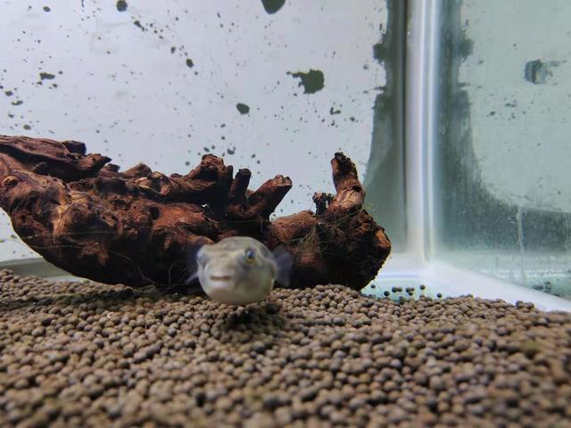印尼虎魚吃飼料嗎會死嗎：印尼虎魚吃飼料會死嗎