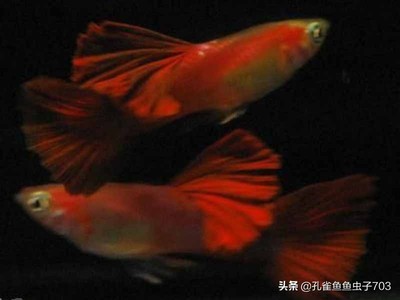 6cm的虎魚可以和30cm龍魚養在一起嗎圖片大全(6cm的虎魚可以和30cm龍魚養在一起嗎圖片大全)