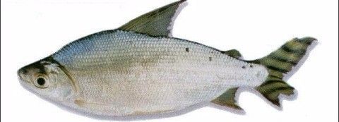 大魚牌魚缸廠家：大型魚缸定制和生產(chǎn)廠家搜索結(jié)果中提到了一些知名的魚缸品牌和廠家