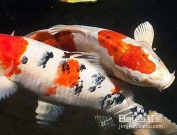 創星cf800配森森603還是602：森森603b前置桶與創星cf800濾桶搭配