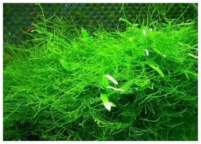 森森超白缸是幾面超白：森森超白缸怎么樣？