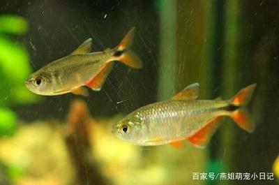 紅龍魚和虎魚混養(yǎng)好嗎圖片對(duì)比(紅龍魚和虎魚混養(yǎng)好嗎圖片對(duì)比圖)
