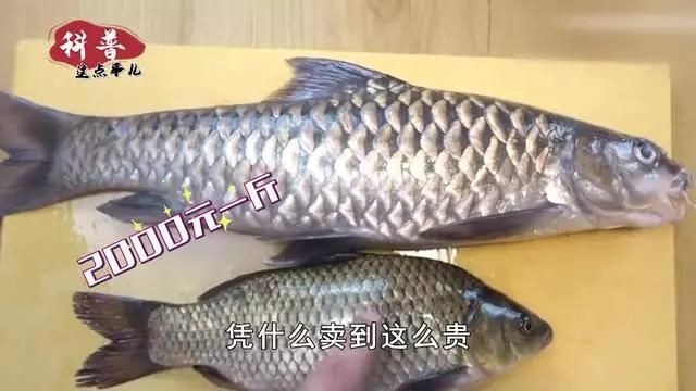 馬來忘不了魚是什么魚，一斤的忘不了魚，連魚鱗都能吃，憑什么賣這么貴