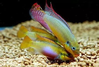 銀龍魚配什么魚最上檔次(銀龍最佳5種配魚)